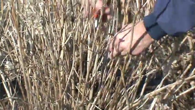 Pruning Nikko Blue Hydrangeas смотреть онлайн