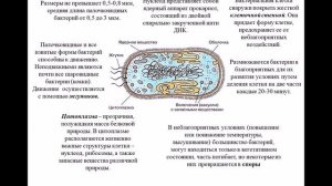 Лекция "Классификация и морфология микроорганизмов"