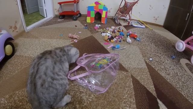 Шотландская Вислоухая Кошка Играет ? Смешные котята и милые котики Скоттиш фолд Коты смотреть онлайн