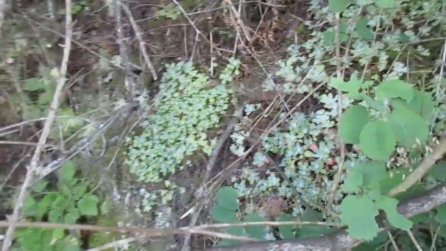 Native Sedum spathulifolium смотреть онлайн