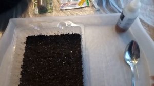 Вербена- простой и эффективный посев. Всхожесть 100%!