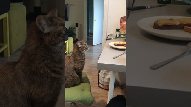 Вербена дома смотреть онлайн