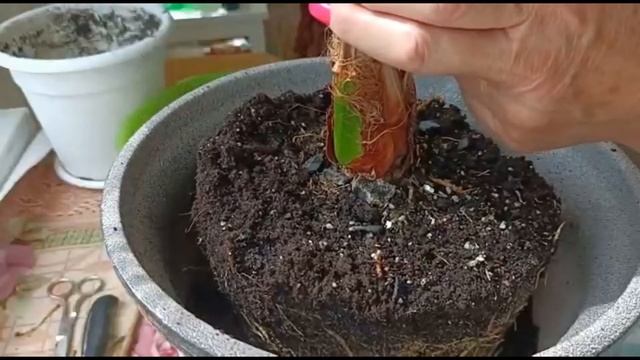 ФИНИКОВАЯ ПАЛЬМА. ПЕРЕСАДКА ВЗРОСЛОГО РАСТЕНИЯ, УХОД В ДОМАШНИХ УСЛОВИЯХ смотреть онлайн