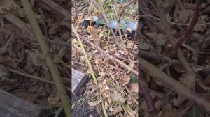 ежевика  в подмосковье .   ремонтантная   ,  обычные  сорта: карака  натчез  бзежина  гай и другие