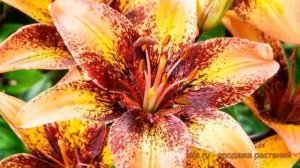 Лилия азиатская Трайбал Данс (tribal dance) ? обзор: как сажать, луковицы лилии Трайбал Данс