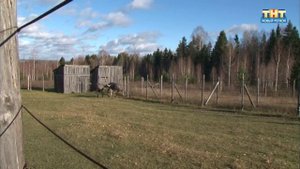 Страусиная ферма