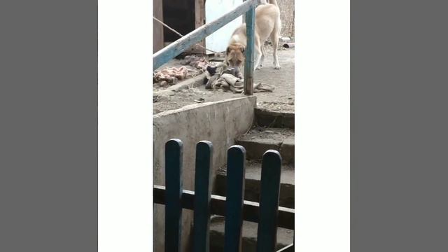 кавказский волкодава 5 месяцев! Կովկասյան հովվաշունը 5 ամսական! смотреть онлайн