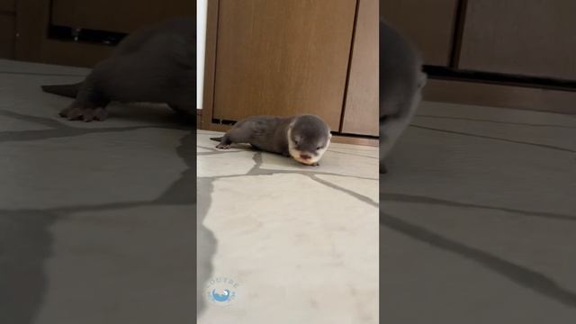 Baby Otter Waddling　#shorts