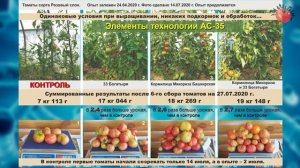 Самые вкусные народные томаты