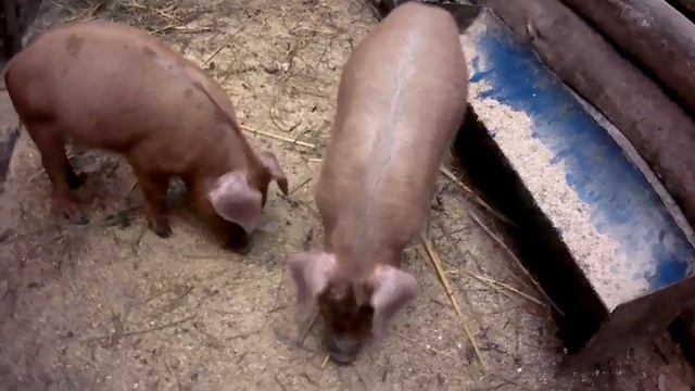 ПОРОДА ДЮРОК. смотреть онлайн