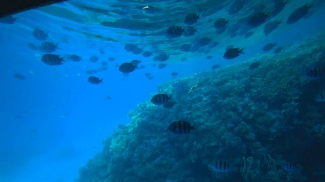 Экскурсия на субмарине в Шарм-эль-Шейх. Egypt. Sharm el sheikh. Submarine excursion.