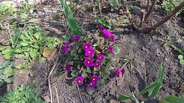 Примула фиолетовая