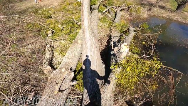 Вырезка в Вепрыне 04 Валим 4 тополя на озеро!!! смотреть онлайн