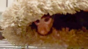 Хотела показать вам, друзья Люсю и РАЗБУДИЛА ЕЁ!