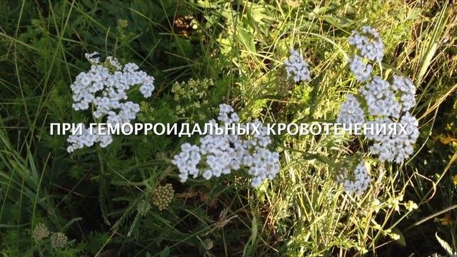 Тысячелистник