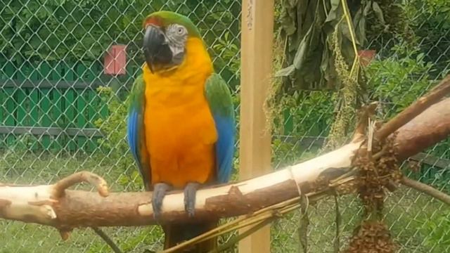 Попугаи на даче в Лен. области.Карельский перешеек.Ара и Жако. смотреть онлайн