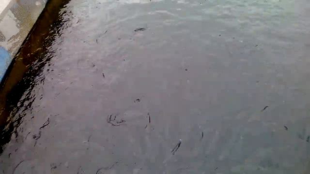 Иркутск, р. Ангара, остров Бабр - форелевое хозяйство... рыбки релакс..частъ 2 смотреть онлайн