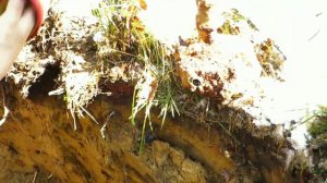 Коп в лесу,часть-3 заключительная.Александр(реставратор)№188