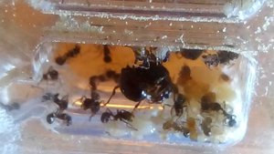 Роды у матки муравья, "Messor structor". Откладывание яиц.