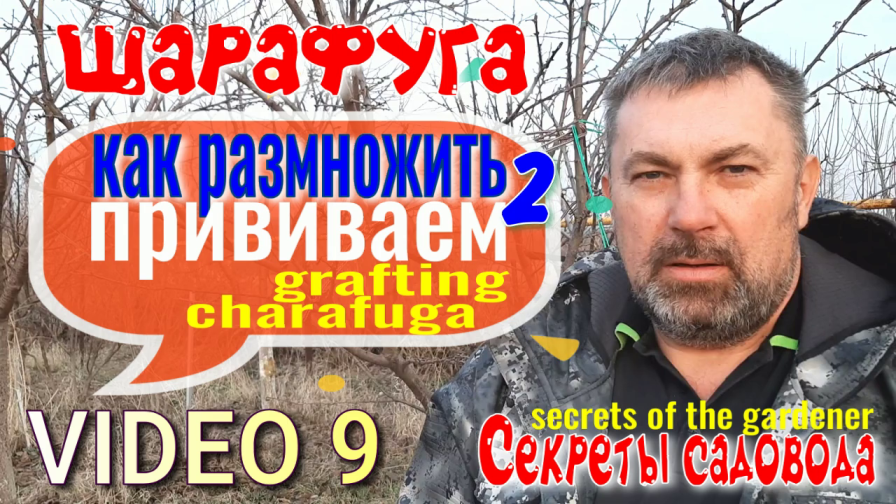 ШАРАФУГА Фильм 9. Как Размножить 2. Прививка. На что Прививать? Секреты Садовода.