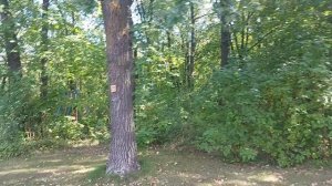 дубовая роща