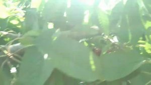 КАК ПРАВИЛЬНО СОБИРАТЬ черешню, или СБОР ЧЕРЕШНИ - что нужно знать?