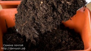 Как я делаю плодородную землю для рассады томато