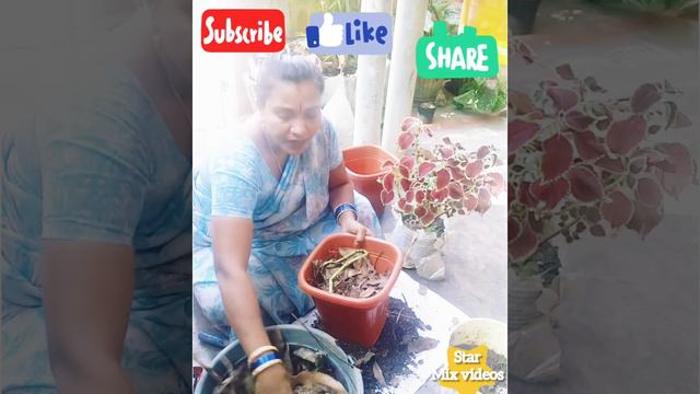 #croton#coleus#plantcare#soilmix #gardening#wastemeterial#how to plant#watering#cutting#bushy#2022