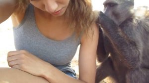 Being groomed by Shauna the baboon