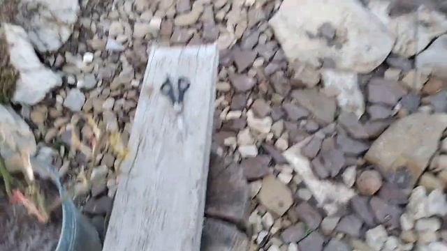 Осмотр перезимовки роз и хвойных в цветнике. смотреть онлайн