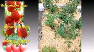 Минусинские томаты - достойные конкуренты любым новинкам