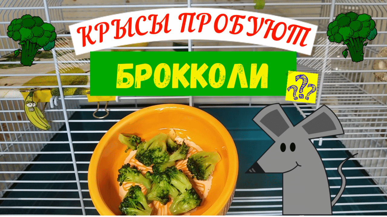 Крыса дамбо кушает. Крысы домашние. Овощи и мыши. Пища грызунов. Хомяк в сметане.