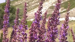 Меловые Горы Волгоградской Области