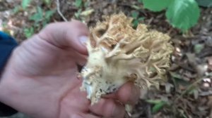 Грибы в Анапе 2021 Зонтики Мокруха пурпурная Рыжики Караллловый гриб