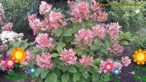 Гортензия метельчатая Ерли Сенсейшн. Краткий обзор, описание hydrangea paniculata Early Sensation