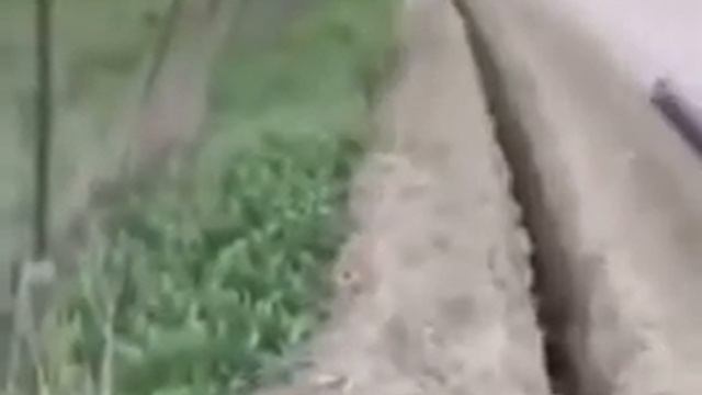 Овца упала в яму!!! смотреть онлайн