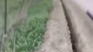 Овца упала в яму!!!