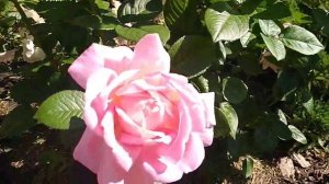 Цветение Роз Эмейзинг Грейс , Мэри Роуз , Принцесса Анна.