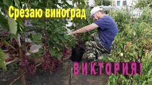 Срезаю виноград Виктория.