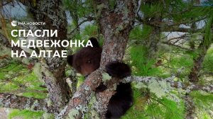 Спасли медвежонка на Алтае