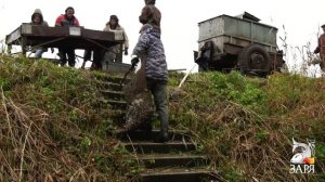 Рыбхоз Заря - Отлов Выростного пруда 2019