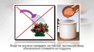 ПРИМУЛА ОБКОНИКА или ПЕРВОЦВЕТ | Уход и разведение в домашних условиях