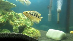 аквариумные хищники