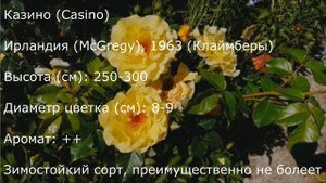 Прогулка по моему саду с розами. Краткое описание сортов роз.