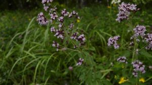 Душица - ароматное лекарство