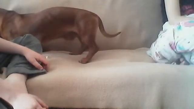 Шок наша собака вылизывает наших котят! смотреть онлайн