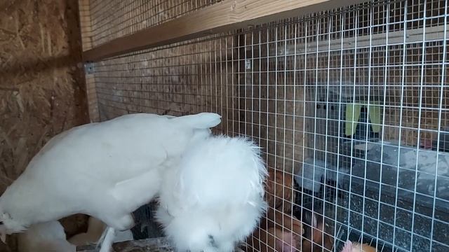 Китайские шелковые белые куры - ТОЖЕ НЕСУШКИ/яйца и очарование КШК смотреть онлайн