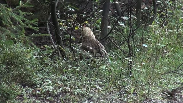 Заяц прибежал поздороваться , но Сигнал был на хвосте. Р.Г. п/ч. Сигнал (Плакуня) вл. Шатров В.А смотреть онлайн