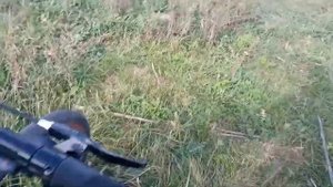 Сбор шампиньонов на полянах