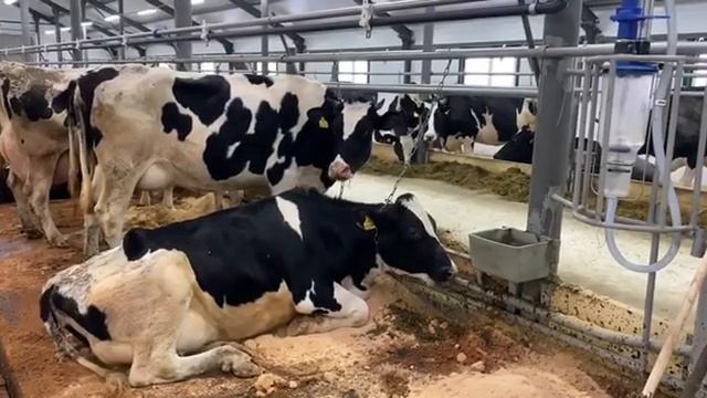 В селе Криулино новоселье для уральских буренок смотреть онлайн